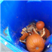 No Yard Waste - Pumpkins in the Recycling Bin