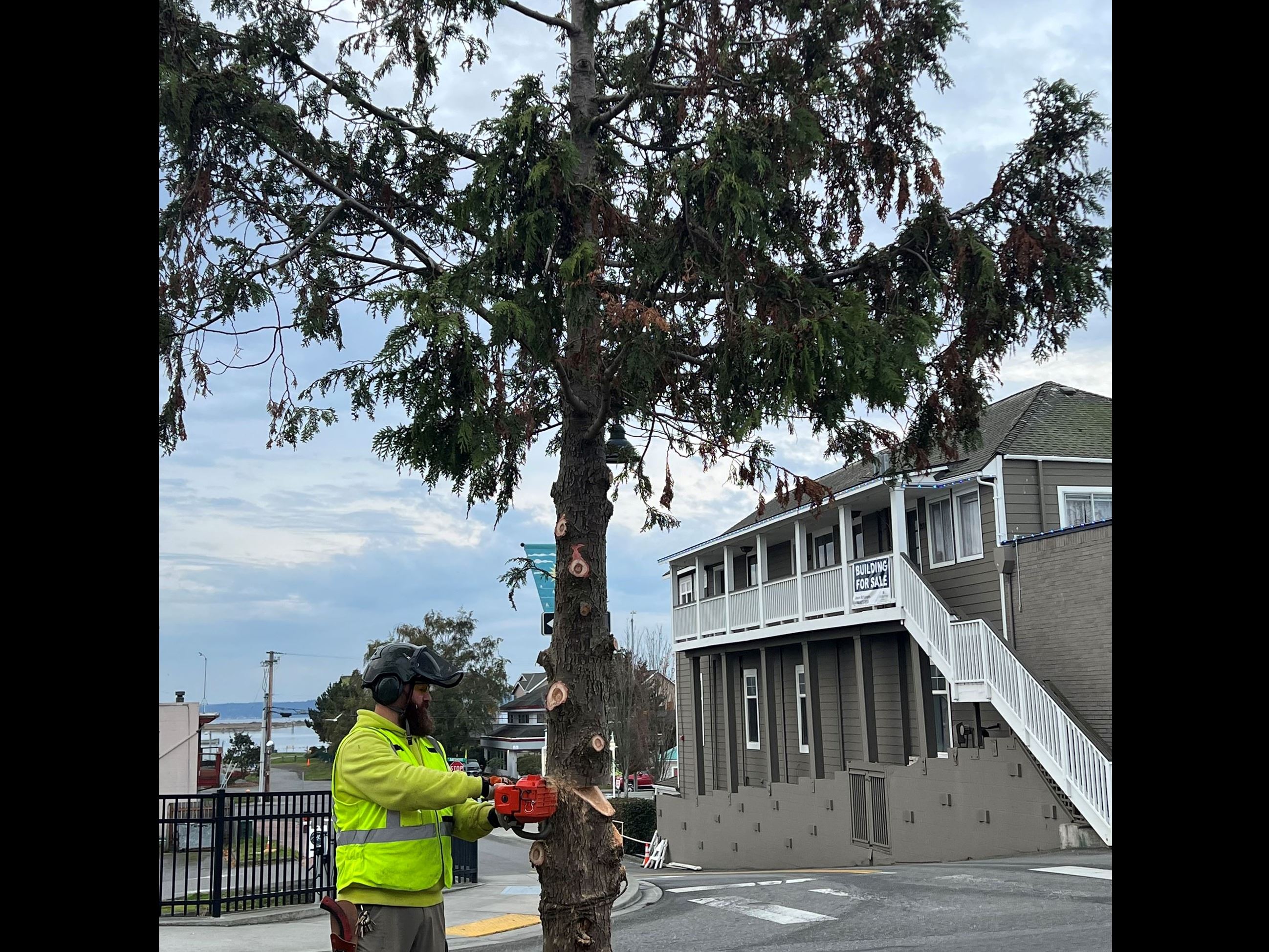 Image of Bob Bailey Cutting Down Christmas Tree