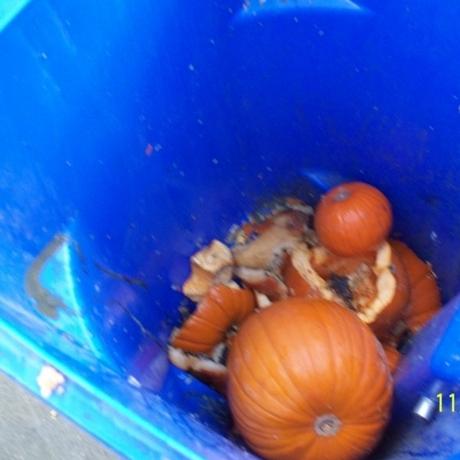 No Yard Waste - Pumpkins in the Recycling Bin